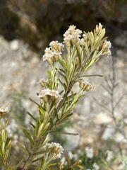 Ozothamnus rosmarinifolius