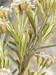 Ozothamnus rosmarinifolius