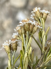 Ozothamnus rosmarinifolius