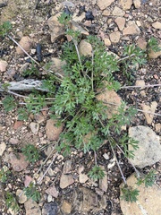 Actinotus gibbonsii