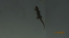 Hemidactylus frenatus