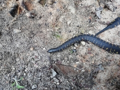 Atractus crassicaudatus