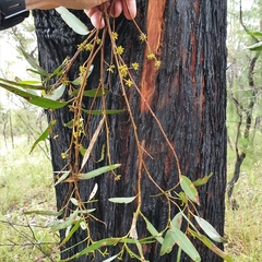 Eucalyptus sparsifolia