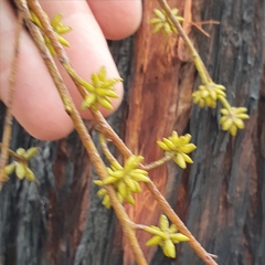 Eucalyptus sparsifolia