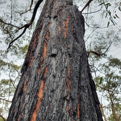 Eucalyptus sparsifolia