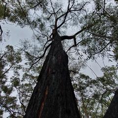 Eucalyptus sparsifolia