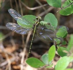 Phanogomphus militaris