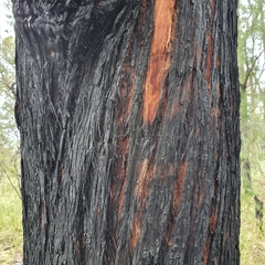 Eucalyptus sparsifolia