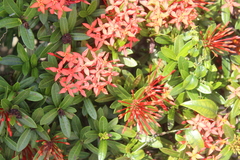 Ixora javanica