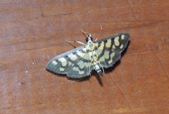Glycythyma xanthoscota