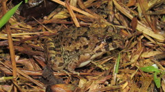 Fejervarya limnocharis