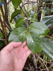 Xylosma hawaiensis