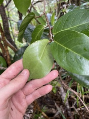 Xylosma hawaiensis