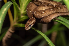 Painted Mock Viper photo 1