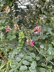 Indigofera jucunda