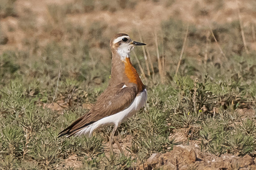 Gravelot asiatique