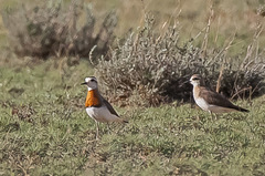 Charadrius asiaticus