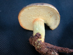 Binderoboletus segoi
