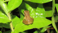 Chalcorana chalconota