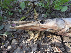 Lepisosteus platostomus