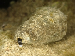 Conus coelinae