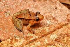 Limnonectes palavanensis