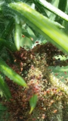 Tetranychus lintearius