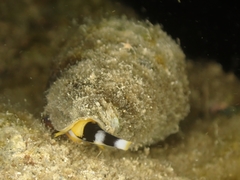 Conus coelinae