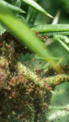 Tetranychus lintearius