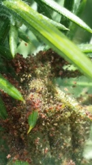 Tetranychus lintearius