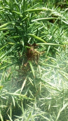 Tetranychus lintearius