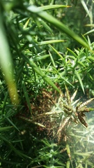 Tetranychus lintearius