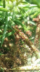 Tetranychus lintearius