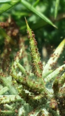 Tetranychus lintearius