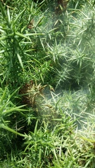 Tetranychus lintearius