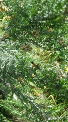 Tetranychus lintearius