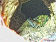 Limnonectes cintalubang