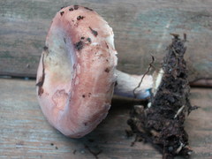 Lactifluus annulifer