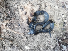 Atractus crassicaudatus