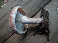 Lactifluus annulifer
