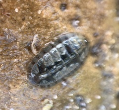 Chitonoidea