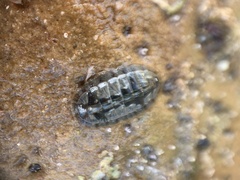 Chitonoidea