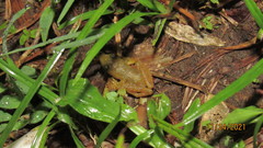 Chalcorana chalconota