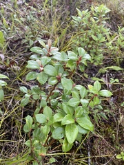 Lysimachia hillebrandii