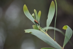Rhinotia venusta