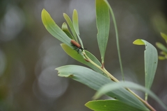 Rhinotia venusta