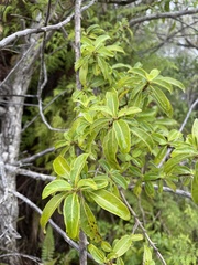 Coprosma foliosa