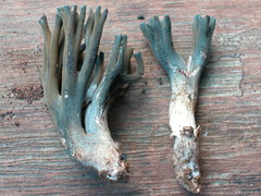 Phaeoclavulina cyanocephala