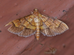 Orphanostigma haemorrhoidalis