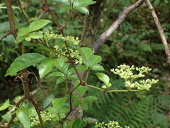 Causonis corniculata